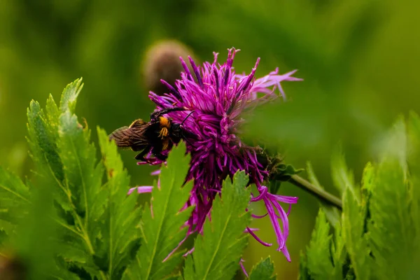 Macro Shot Bumblebee Collecting Pollen Purple Flower Garden — Stock Photo, Image