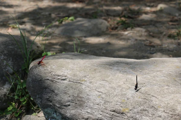 岩の上に赤いトンボの接近ショット — ストック写真