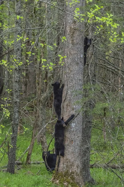 Een Verticale Close Van Zwarte Beren Proberen Boom Beklimmen Een — Stockfoto