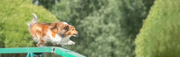 Vacker Skott Shetland Sheepdog Körs Bommen Hund Agility Kurs — Stockfoto