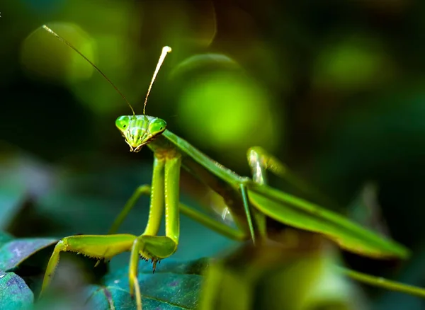 Uma Foto Close Mantis Europeu Fundo Embaçado — Fotografia de Stock