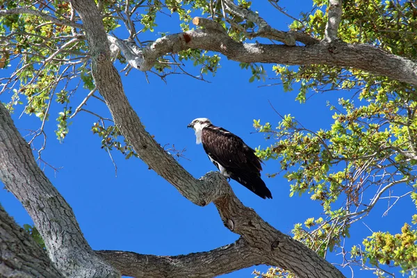 Low Angle Shot Peregrine Falcon Perched Tree Sunny Day — Stock Photo, Image