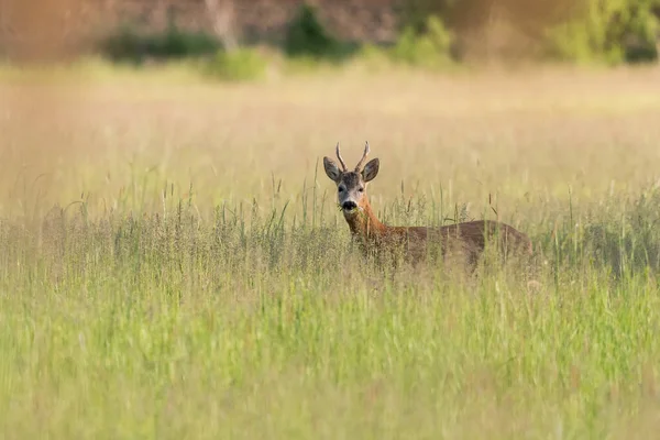 Eine Selektive Fokusaufnahme Eines Rehs Gras Auf Der Wiese — Stockfoto