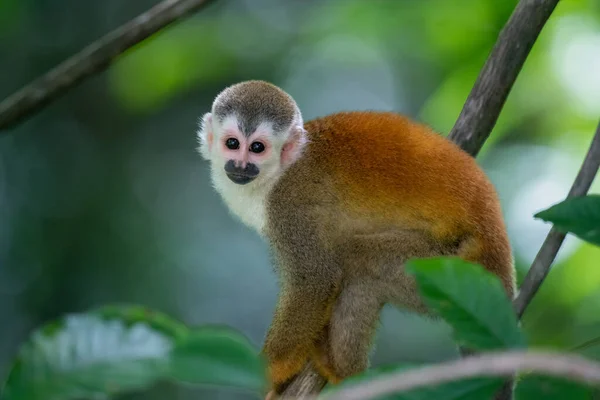 Ein Rotrückenhörnchen Manuel Antonio Nationalpark Quepos Costa Rica — Stockfoto