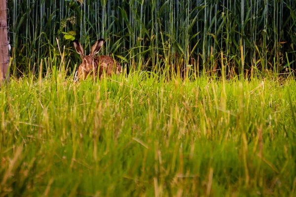 草原に一匹のウサギが隠れている — ストック写真