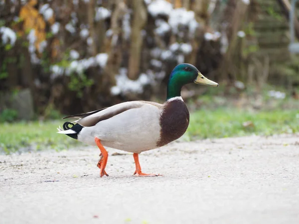 A closeup shot of a cute duck walking on the beach