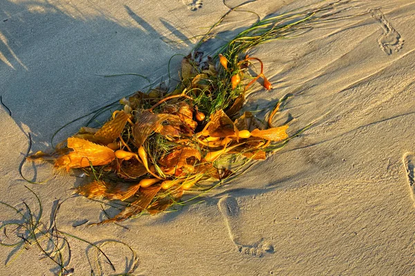 Seaweed Laguna Beach Southern California — Stock Photo, Image