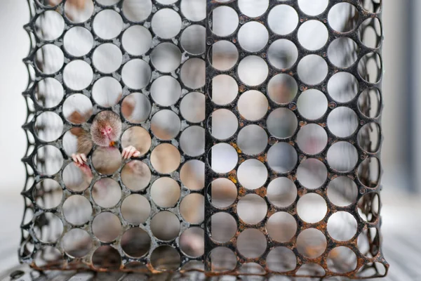 Closeup Cage Rat Holding Metal Walls — Stock Photo, Image