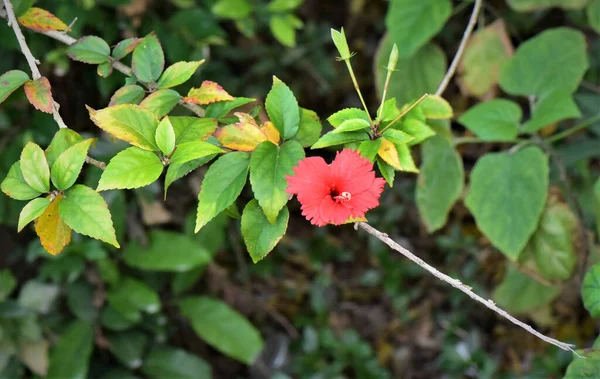 Primer Plano Una Flor Hibisco Rojo — Foto de Stock