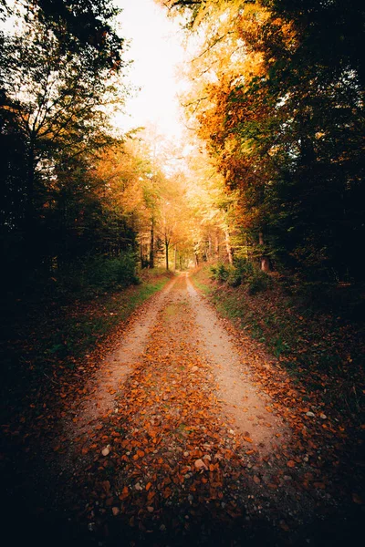 Eine Senkrechte Aufnahme Der Herbststraße Schweizer Wald — Stockfoto