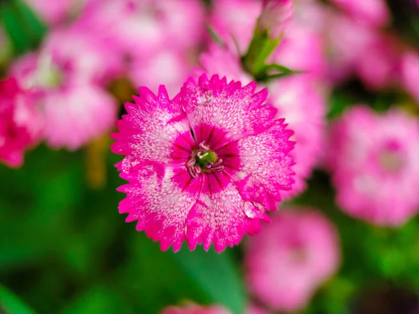 A closeup of a Sweet William flower growing in a garden