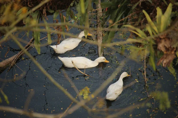 Einige Weiße Enten Schwimmen Schwarzen Wasser — Stockfoto