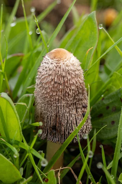 초원에 빗방울 사이에 으르렁 거리는 버섯의 — 스톡 사진