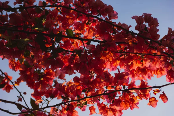 Vacker Röd Blommor Växer Ett Träd Klar Himmel — Stockfoto