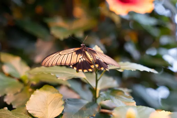 Closeup Butterfly Plant Garden — Stock Photo, Image