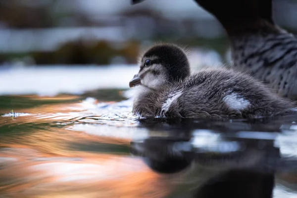 Closeup Adorable Baby Wood Duck Swimming Pond — Stock Photo, Image