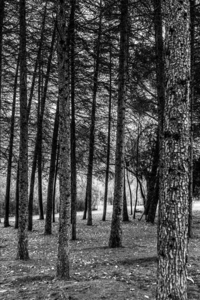 Colpo Verticale Una Bella Foresta Piena Alberi Scala Grigi — Foto Stock