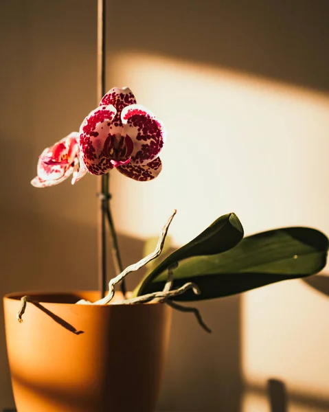 Primer Plano Una Hermosa Flor Orquídea Una Olla Con Luz — Foto de Stock