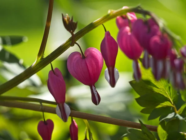 Närbild Dicentra Blomma Som Växer Trädgården — Stockfoto