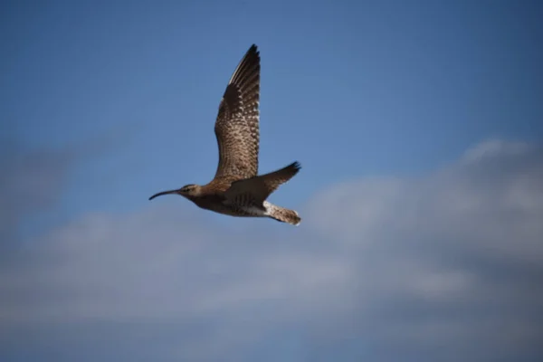 Een Euraziatische Krul Vliegend Blauwe Lucht — Stockfoto