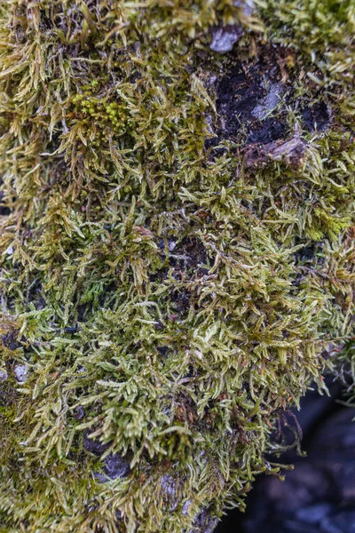 Den Vertikala Bilden Trädstammen Var Täckt Med Grön Mossa — Stockfoto