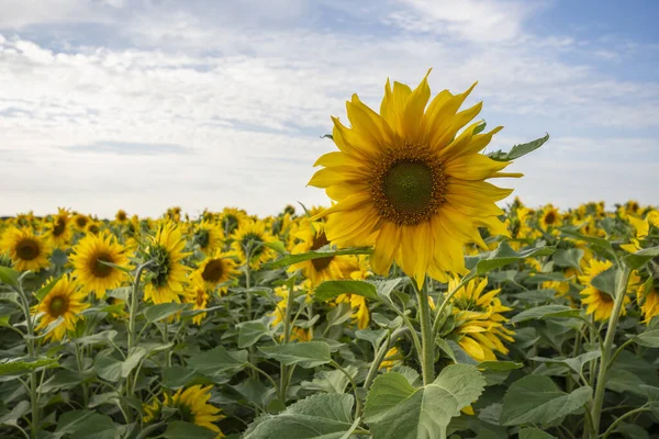 Eine Atemberaubende Aufnahme Von Riesigen Gelben Sonnenblumen Einem Riesigen Feld — Stockfoto