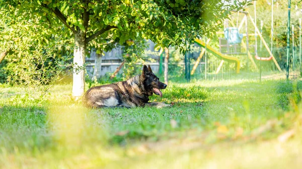 Ağaçların Arasında Yeşil Bir Bahçede Yatan Bir Alman Çoban Köpeği — Stok fotoğraf
