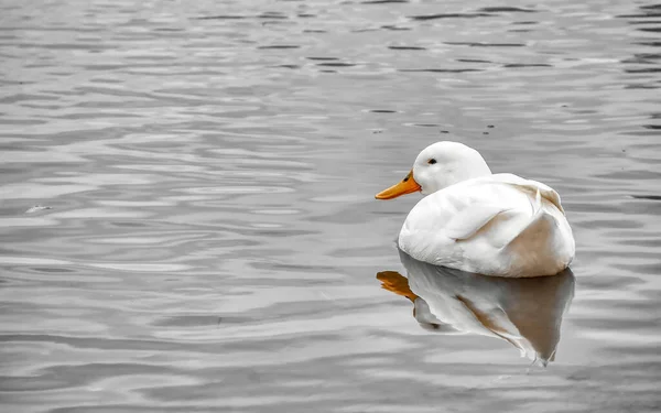 Eine Seitenaufnahme Des Auf Dem Wasser Schwimmenden Weiblichen Höckerschwans Cygnus — Stockfoto