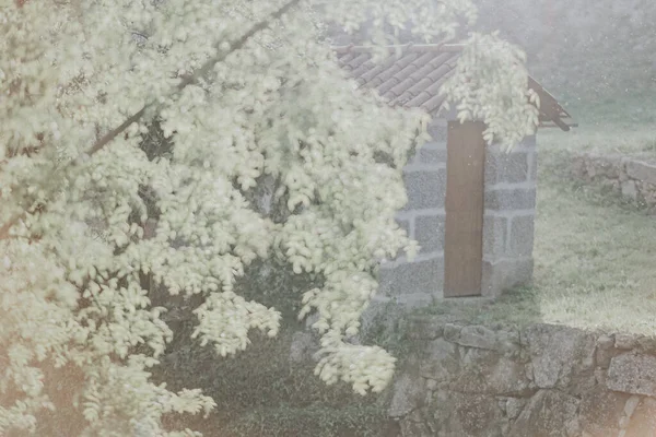 Ένα Μικρό Παλιό Πέτρινο Κτίσμα Ξύλινη Πόρτα Καλυμμένη Πράσινο Φυτό — Φωτογραφία Αρχείου