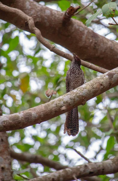 Tiro Vertical Belo Pássaro Galho Uma Árvore — Fotografia de Stock