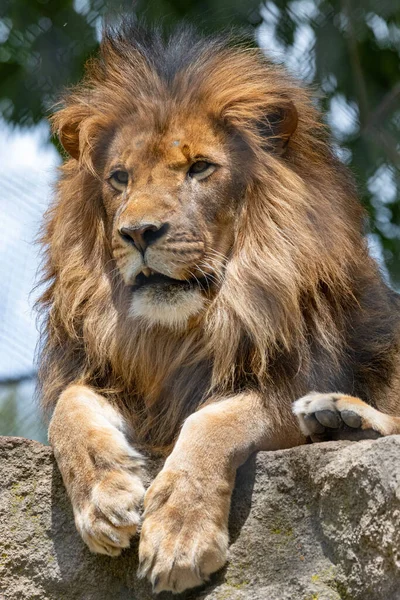 Vertical Shot Big Lion Laying Rock Green Park — Stock Photo, Image