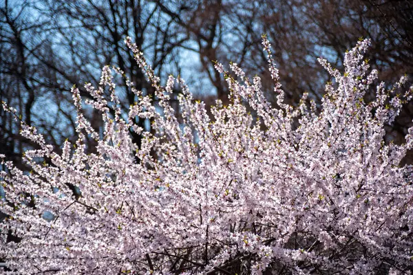 Eine Nahaufnahme Von Blühenden Ästen Mit Weißen Blumen Verschwommenen Hintergrund — Stockfoto