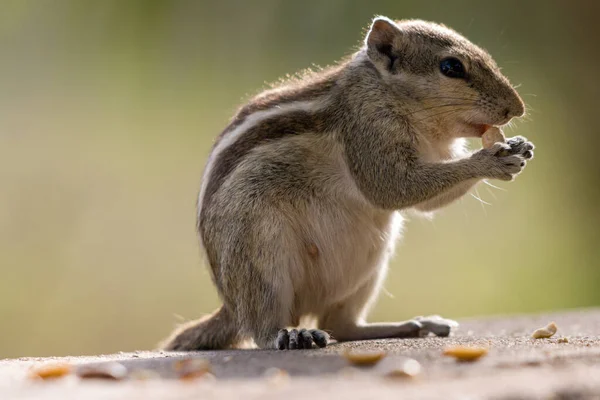 Close Esquilo Palma Indiano Funambulus Palmarum Comendo Enquanto Estava Uma — Fotografia de Stock