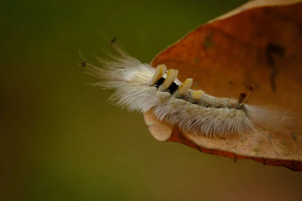 ネパールのチタン国立公園の葉の上にあるタソックスの蛾の毛虫 — ストック写真