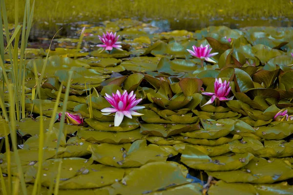 Close Uma Lagoa Lírios Água Rosa Grandes Folhas Verdes — Fotografia de Stock