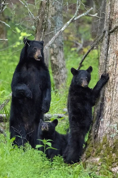 Pionowe Ujęcie Czarnych Niedźwiedzi Stojących Lesie — Zdjęcie stockowe