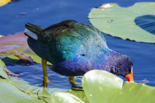 Egy Közeli Kép Egy Lila Gallinule Ról Amint Élelmet Keres — Stock Fotó