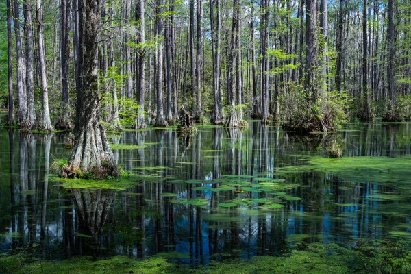 Прекрасний Вид Дерева Моховинному Озері Лісі — стокове фото