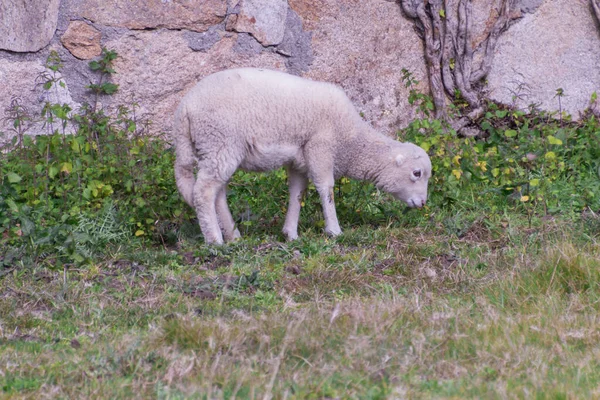 Gros Plan Sur Pâturage Des Moutons Dans Forêt Galice Espagne — Photo