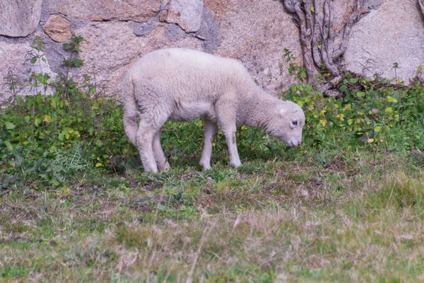 Närbild Bild Får Bete Skogen Galicien Spanien — Stockfoto