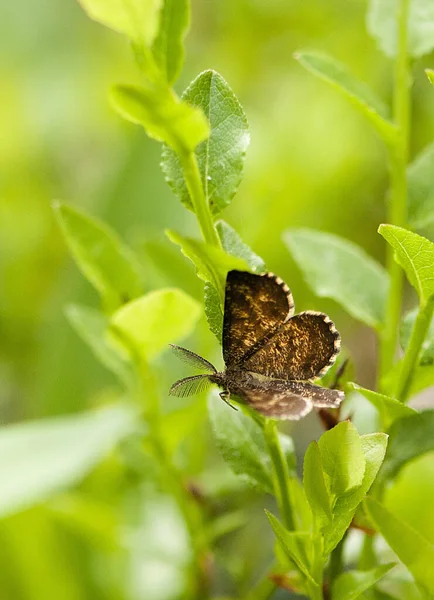 Eine Nahaufnahme Eines Schönen Schmetterlings Der Gemeinen Heide Auf Einer — Stockfoto