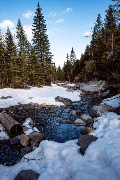 Pionowe Ujęcie Pokrytej Śniegiem Zamarzniętej Rzeki Lesie Słoneczny Dzień Wczesną — Zdjęcie stockowe