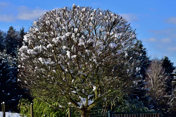Mossy Tree Malými Skvrnami Sněhu — Stock fotografie