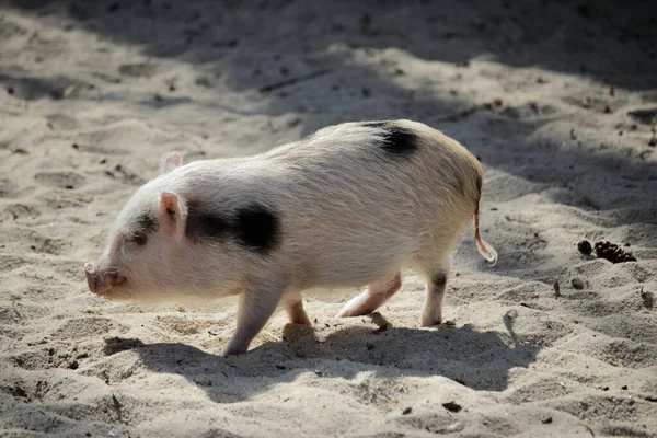 Lindo Cerdito Rosado Moteado Caminando Por Arena — Foto de Stock