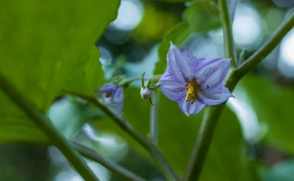 Крупный План Красивого Фиолетового Цвета Цветок Brinjals Ветке Дерева — стоковое фото