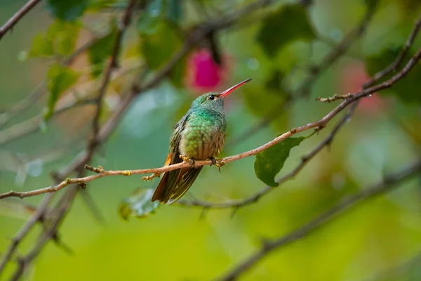 Fargerik Kolibri Som Står Liten Gren Manuel Antonio Nasjonalpark Quepos – stockfoto