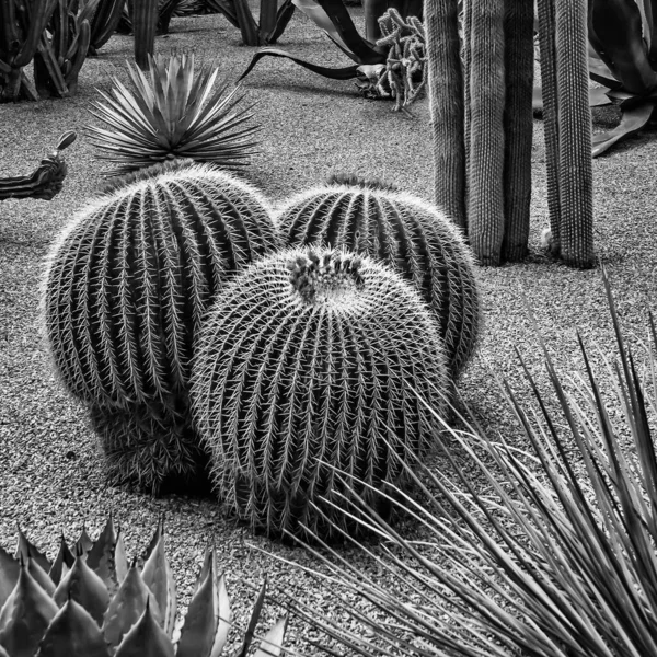 摩洛哥花园地上生长的仙人掌科植物的灰度照片 — 图库照片