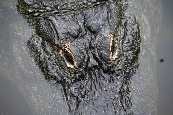 Closeup American Alligator Alligator Mississippiensis Orlando Florida Top View — Stock Photo, Image