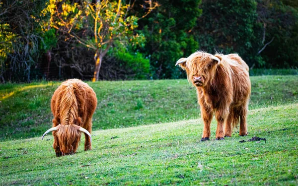 Una Hermosa Vista Dos Vacas Montañesas Paradas Comiendo Hierba Campo —  Fotos de Stock