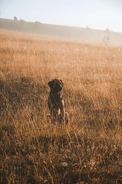 Vertical Shot Adorable Wild Dog Rural Field — Stock Photo, Image